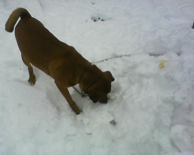 Hund im Schnee.
