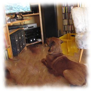 Teilzeithund Bruno schaut Zombiefilm mit Schafen.