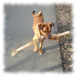 Hund beim Nutzholztransport.