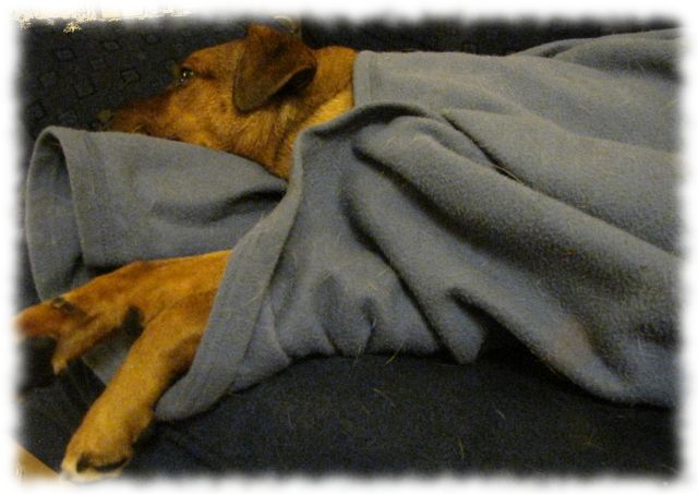 Teilzeithund Bruno, eingekuschelt in eine Decke.