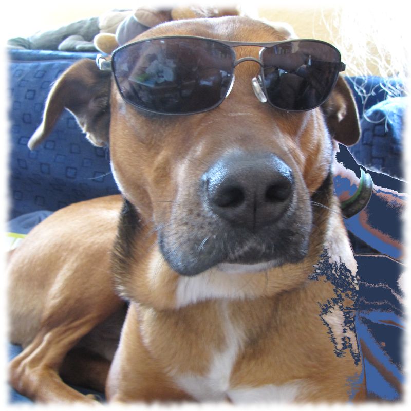 Hund Bruno (mittelgro, braun, kurze Haare, auf diesem Bild von 2021 sechs Jahre alt) mit Sonnenbrille.