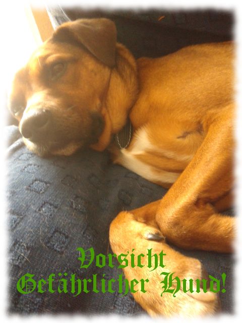 Bruno-Hund, sehr kuschelgefährlich!