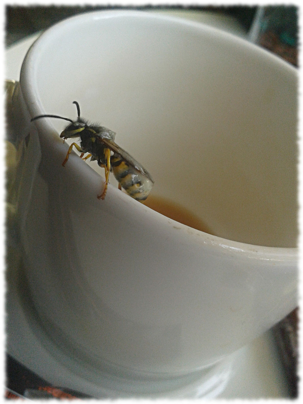Mit Eiscrme verschmierte Wespe auf dem Rand einer Kaffeetasse.