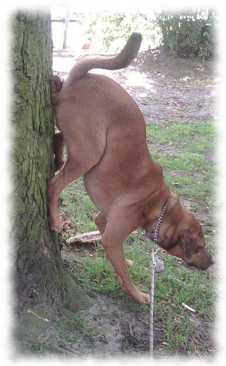 Bruno scheißt den Baum aufwärts.