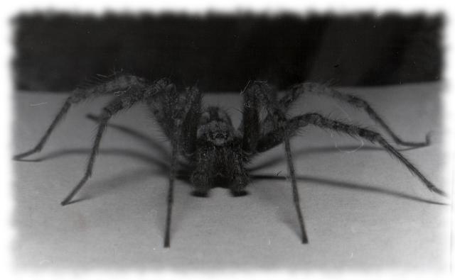 Scan des Spinnenfotos von damals.