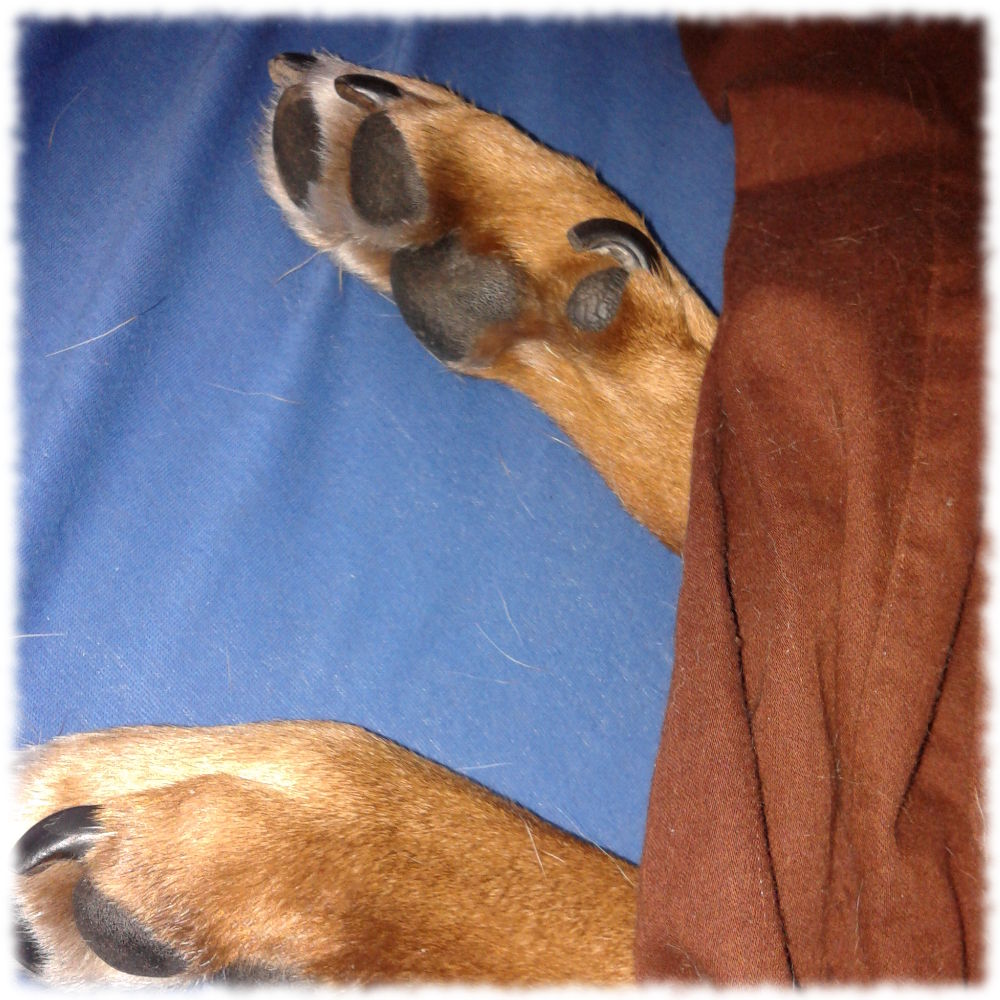 Hundepfoten lugen unter Bettdecke hervor.