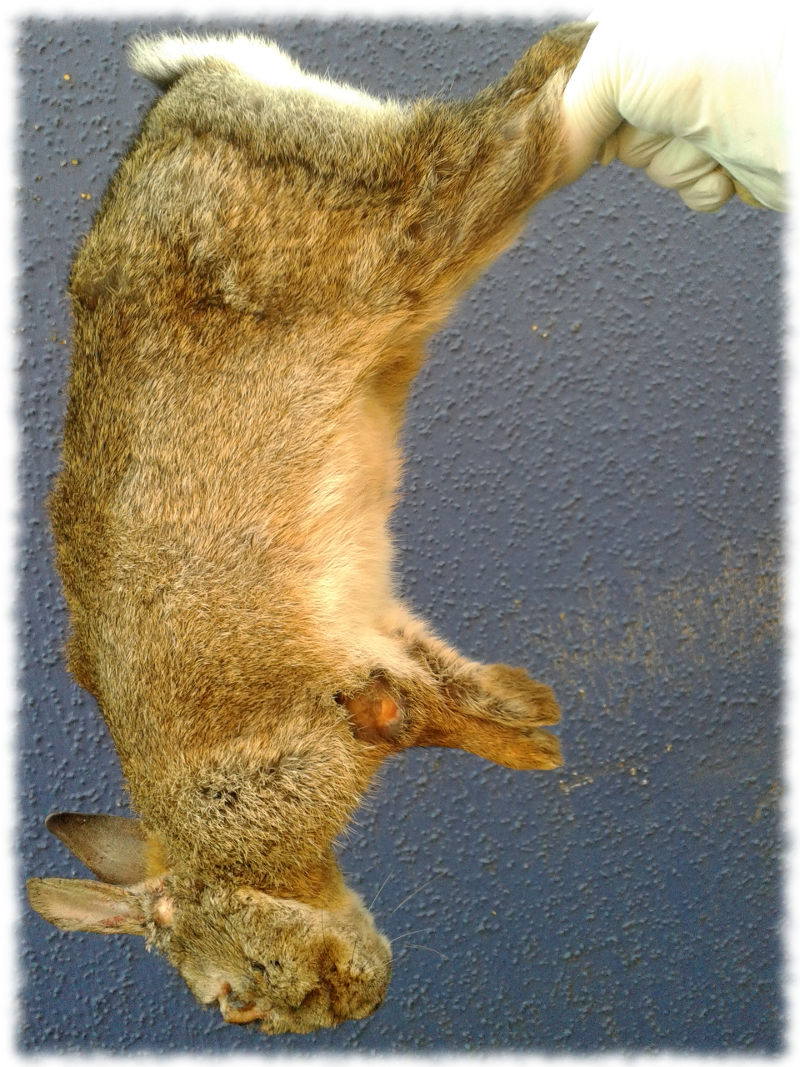 Leiche eines Kaninchens.