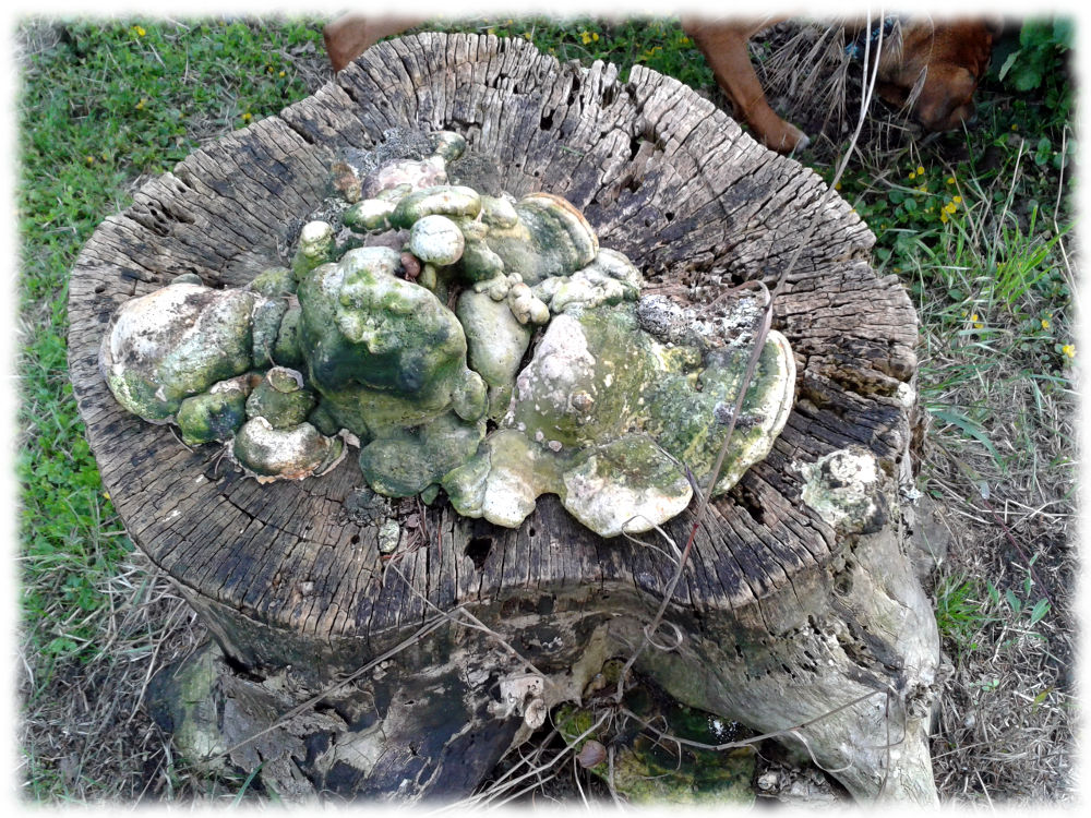 Schwammartiger Pilz auf Baumstumpf.