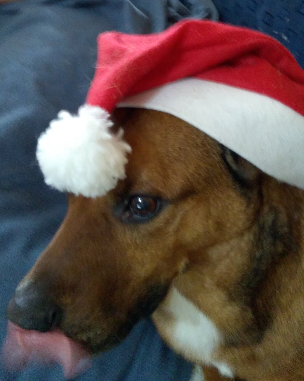 Hund Bruno mit Weihnachtsmannmütze