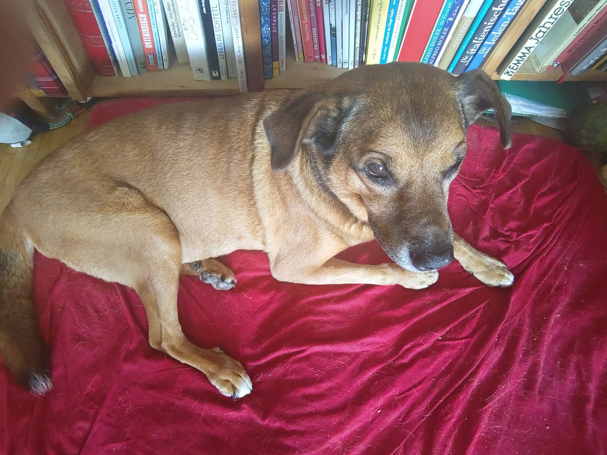 Hund Bruno (braun, mittelgroß, kurzhaarig) liegt auf seinem Platz vorm Bücherregal. 