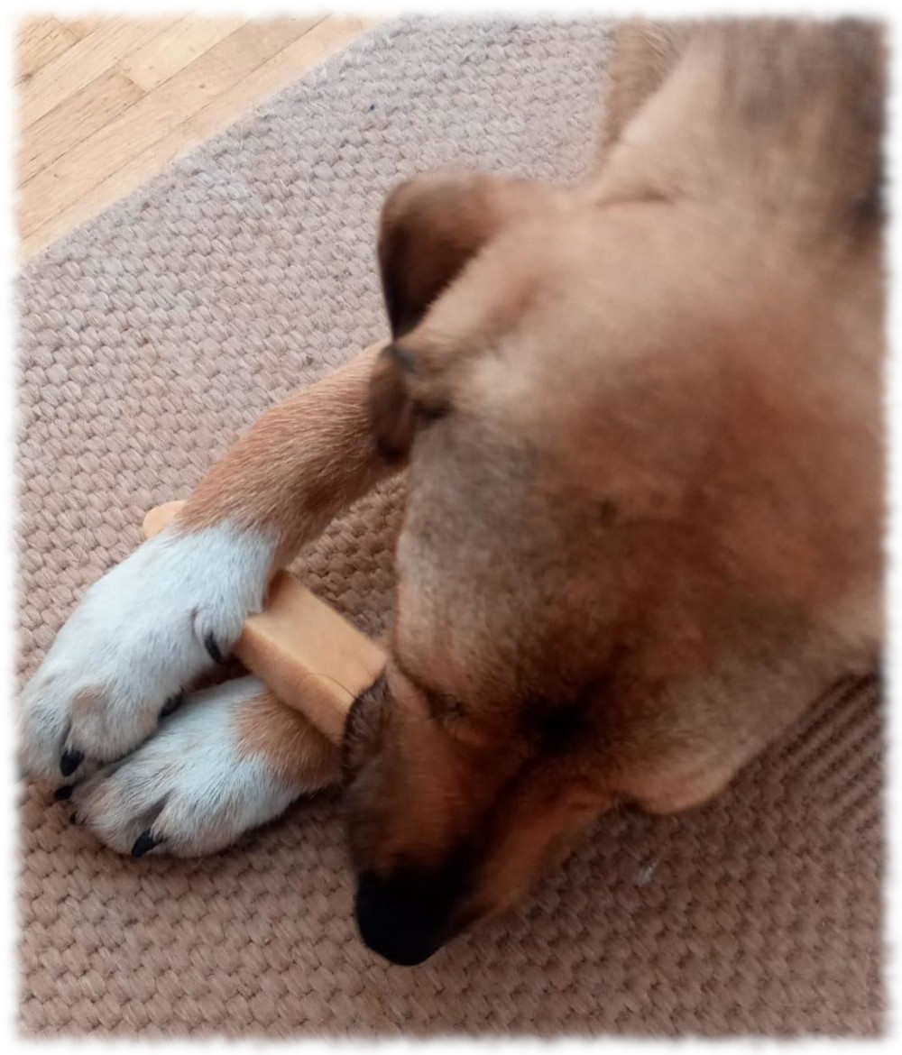 Junge Hndin mit kurzen braunen Haaren und weien Vorderpfoten bearbeitet eine Kaustange, die sie mit den Vorderpfoten festhlt 